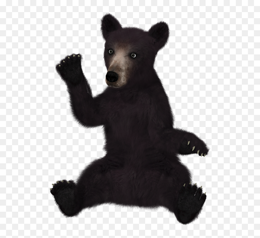 Transparent Black Bear Png - Real Black Bear Transparent Clipart, Png Download - cute teddy bear png