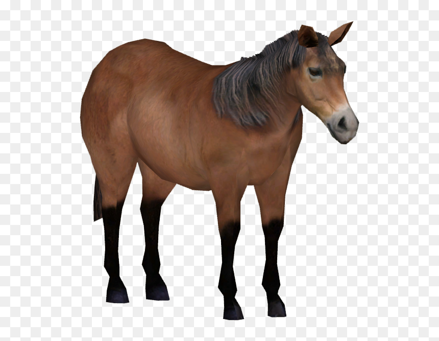Exmoor Pony - Sorrel, HD Png Download - ponies png