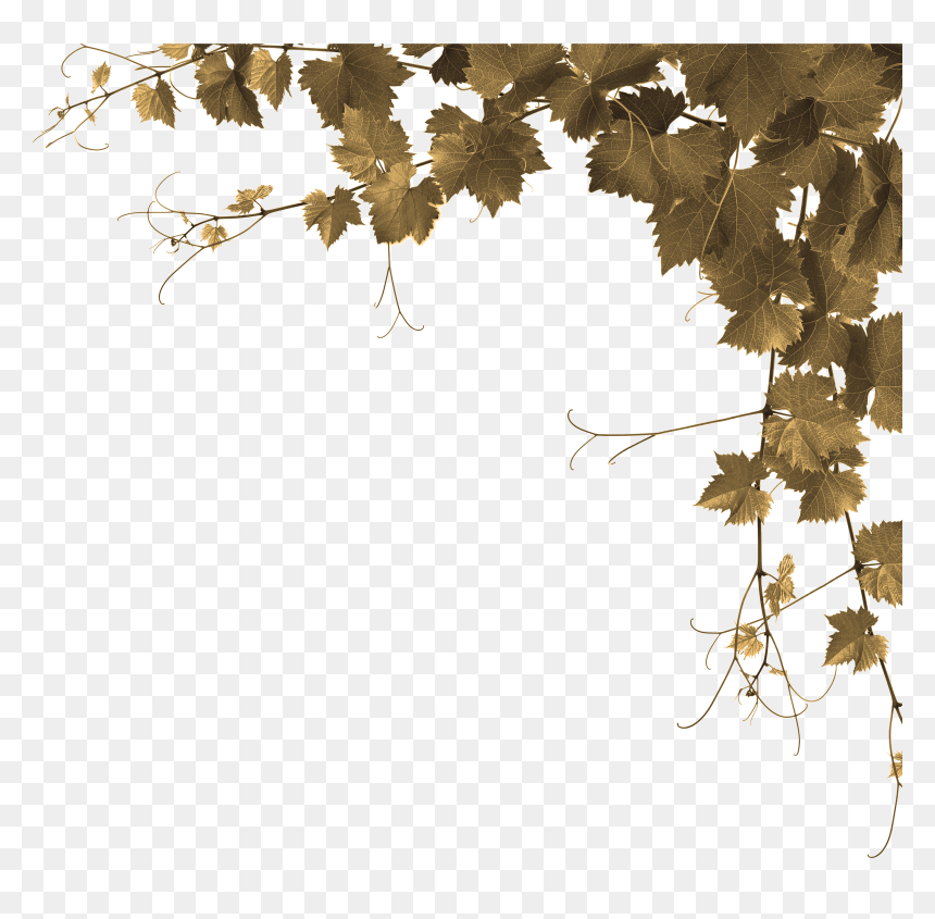 Grape Leaves Png - Brochure Design Of Agriculture, Transparent Png - uva png