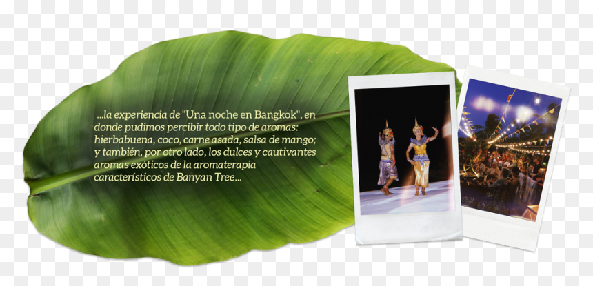 Thai Food Festival By Banyan Tree Cabo Marqués - Ensete, HD Png Download - banyan png