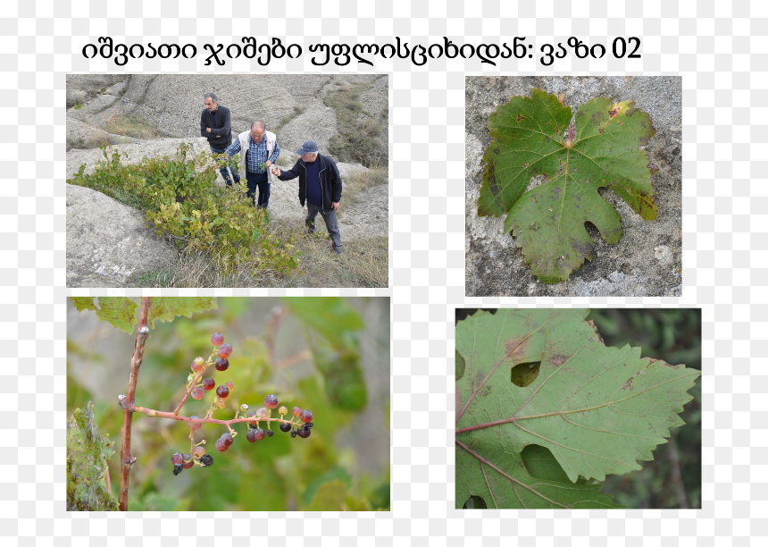 Georgian Grape Varieties - Vitis, HD Png Download - grapes leaf png