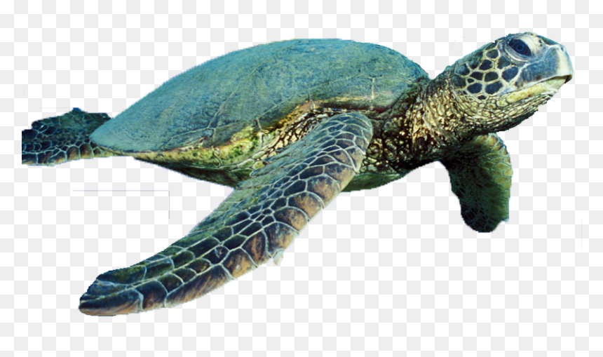 Turtle Vector Free Png Download - Himeji Castle, Transparent Png - turtle icon png