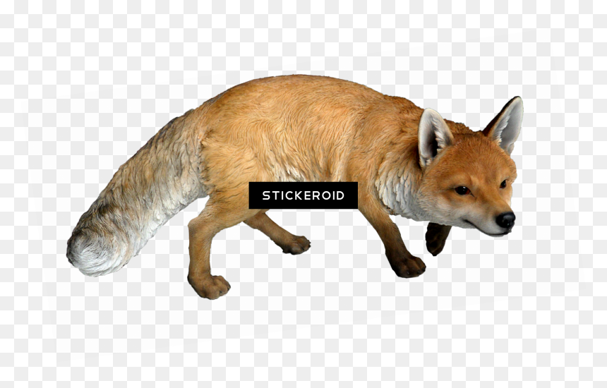 Real Woodland Animals , Png Download - Real Fox Png, Transparent Png - woodland png