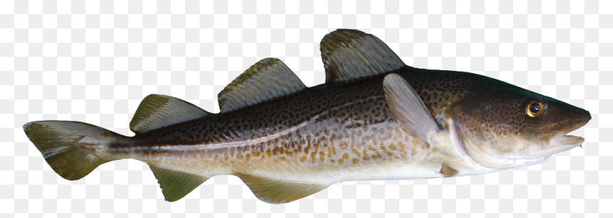 Transparent Cod Png - Baltic Cod, Png Download - bo3 supply drop png
