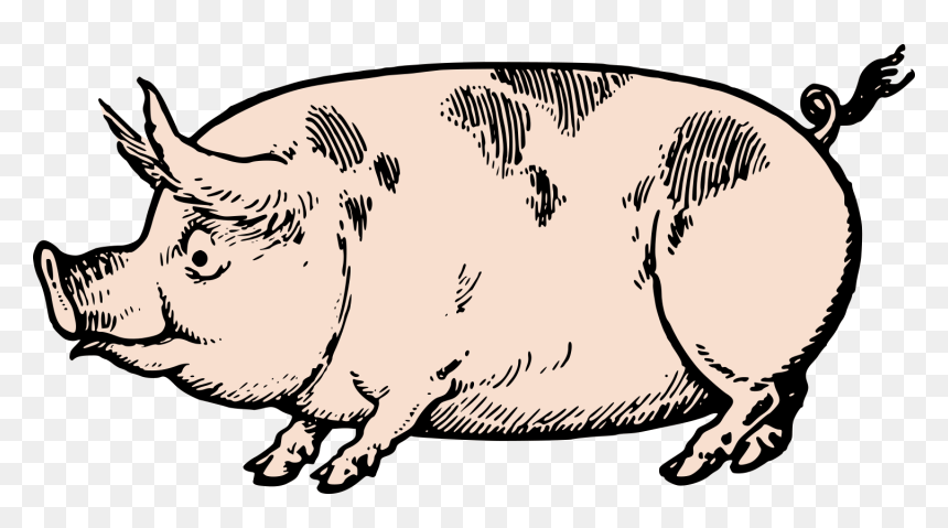 Transparent Vintage - Drawings Of Fat Pigs, HD Png Download - cute line png