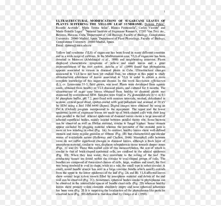 "seeking An American Art Of The Dance", HD Png Download - estrellas blancas png