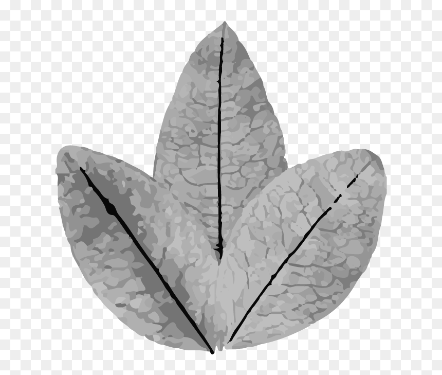 Maple Leaf, HD Png Download - estrellas blancas png