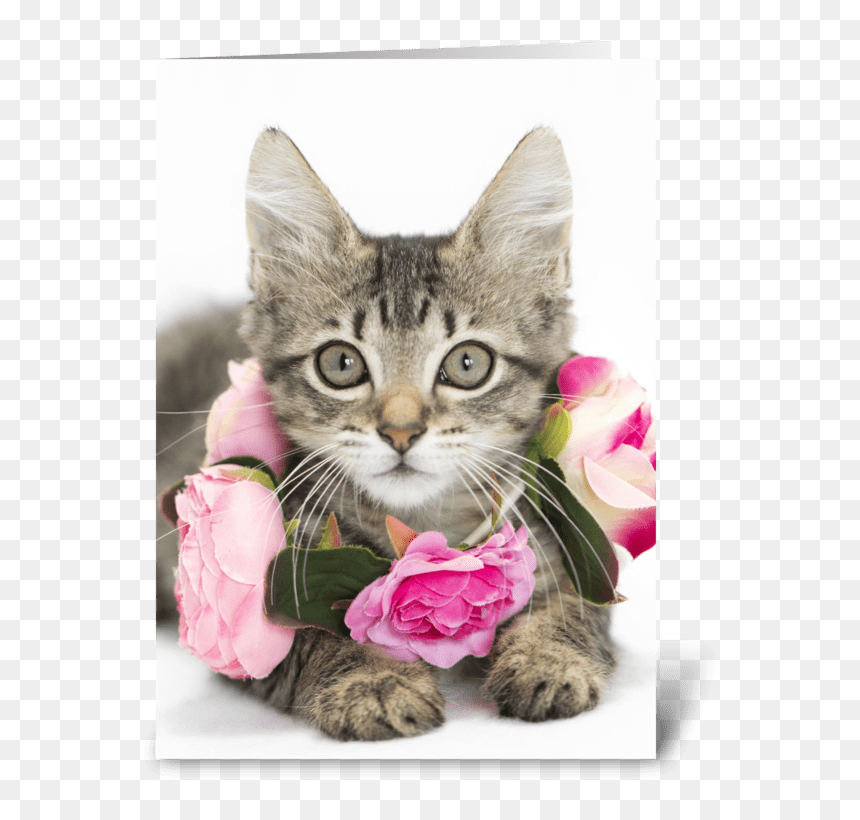 I Love Lucy Kitten Greeting Card - Tabby Cat, HD Png Download - i love lucy png