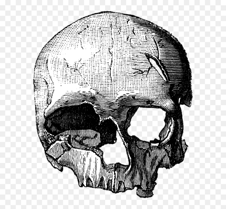 Cro Magnon Skull Drawing, HD Png Download - calaveras png
