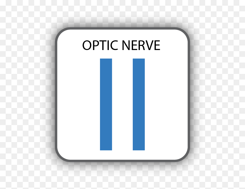 Cranial Nerve Ii, HD Png Download - optic png