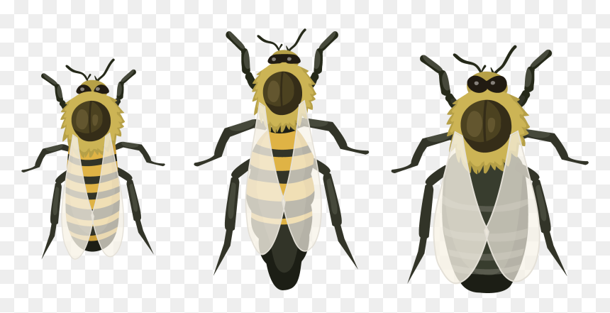 Organizacion De Las Abejas, HD Png Download - abeja png