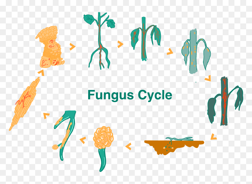 Illustration, HD Png Download - roots vector png