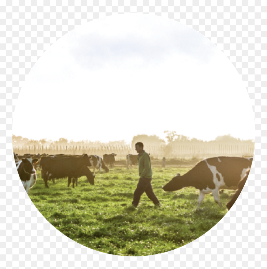 Herd, HD Png Download - farming png