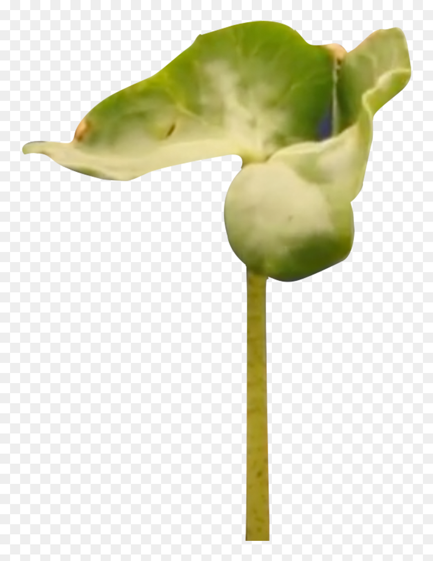 Transparent Bean Plant Png - Sweet Pea, Png Download - sprouts logo png