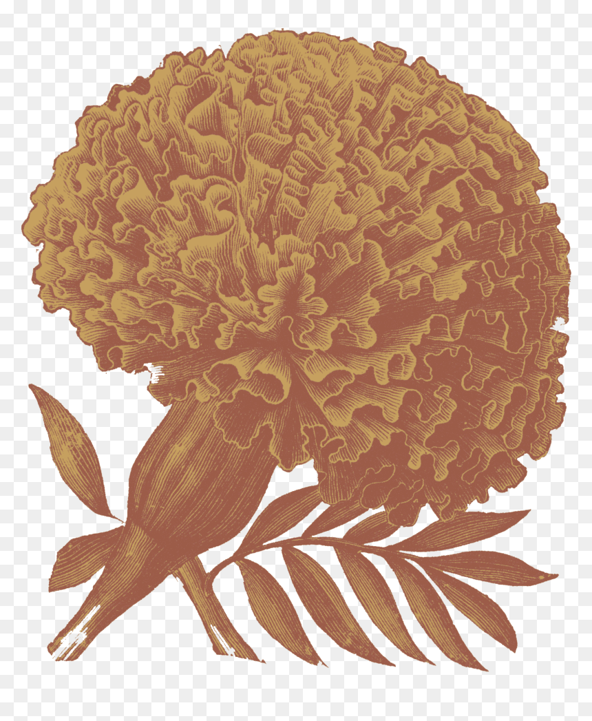 Flower Drawings, HD Png Download - reggie png