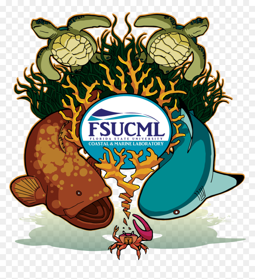 Fsu Marine Lab, HD Png Download - fsu png