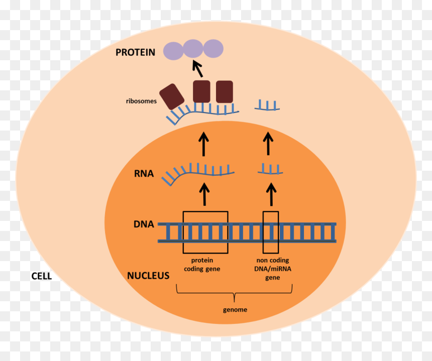 Genome Microrna, HD Png Download - puppet master png