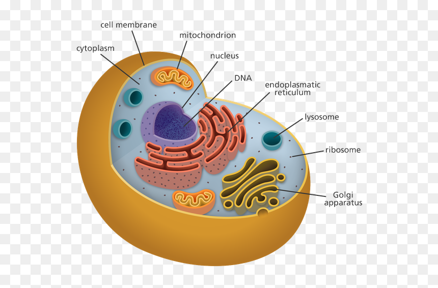 Organelles Biology, HD Png Download - ribosomes png