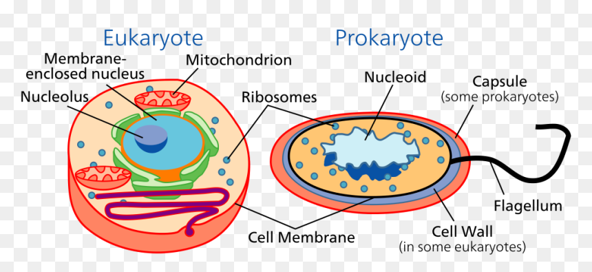 Different Between Eukaryotic And Prokaryotic - Prokaryotes And Eukaryotes, HD Png Download - ribosomes png