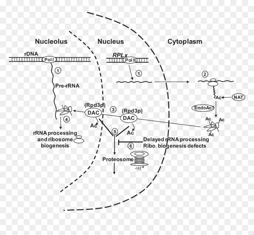 Acetylation, HD Png Download - ribosomes png