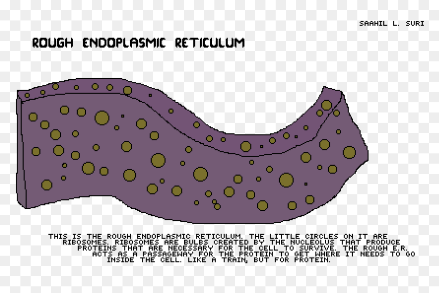 Lilac, HD Png Download - ribosomes png