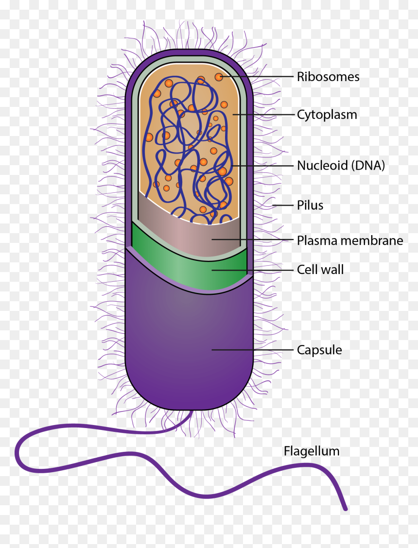 Bio Oxygen Filters Bacteria To Stop Disease Spreading - Illustration, HD Png Download - ribosomes png