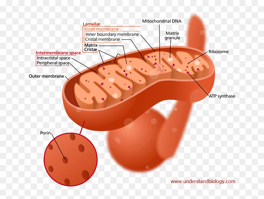 Mitochondria - Mitochondria Cross Section View, HD Png Download - ribosomes png