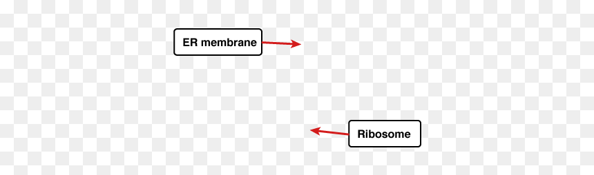Parallel, HD Png Download - ribosomes png
