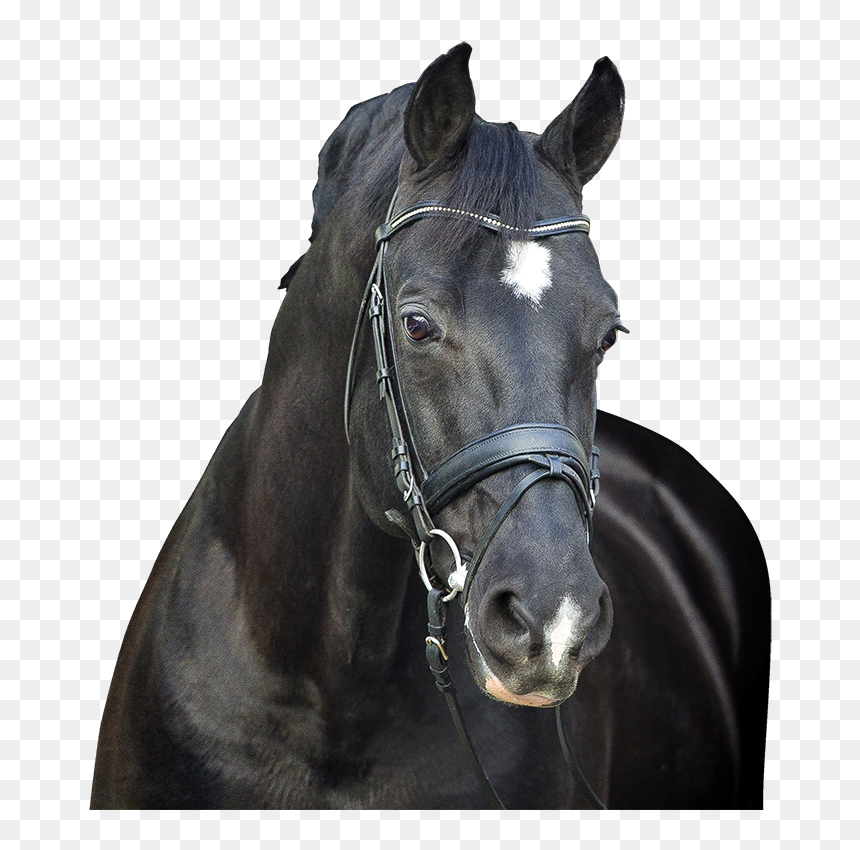 Negro Stallion, HD Png Download - stallion png