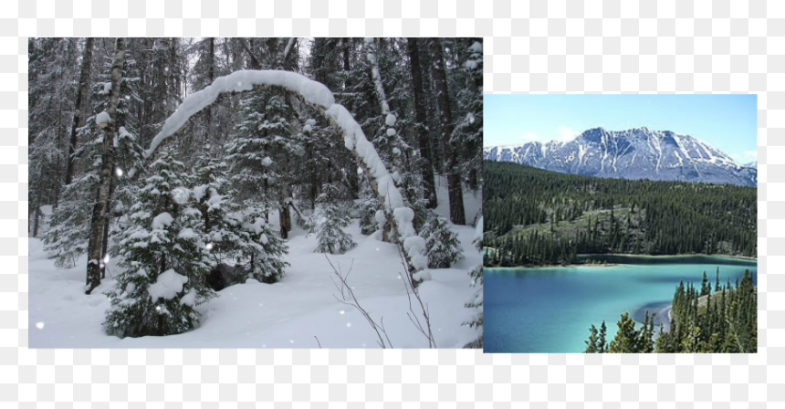 Picture - Taiga In The Winter, HD Png Download - taiga png