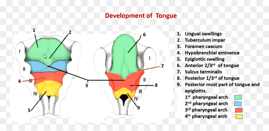 Hypobrachial Eminence, HD Png Download - tongue png