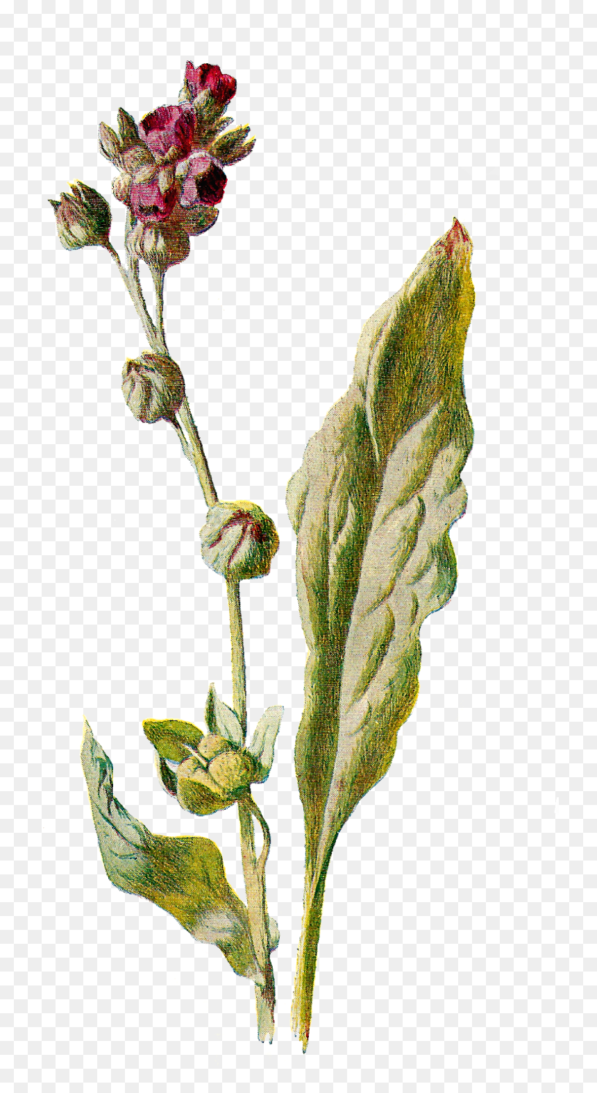 Pink Evening Primrose Bud, HD Png Download - tongue png