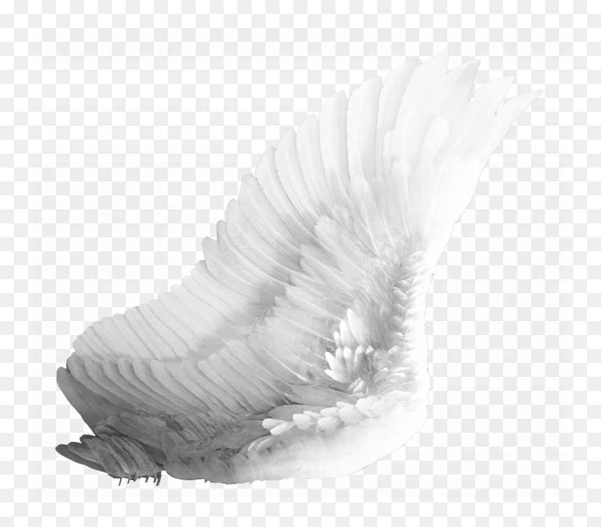 Angel Wings Transparent Png, Png Download - wing png