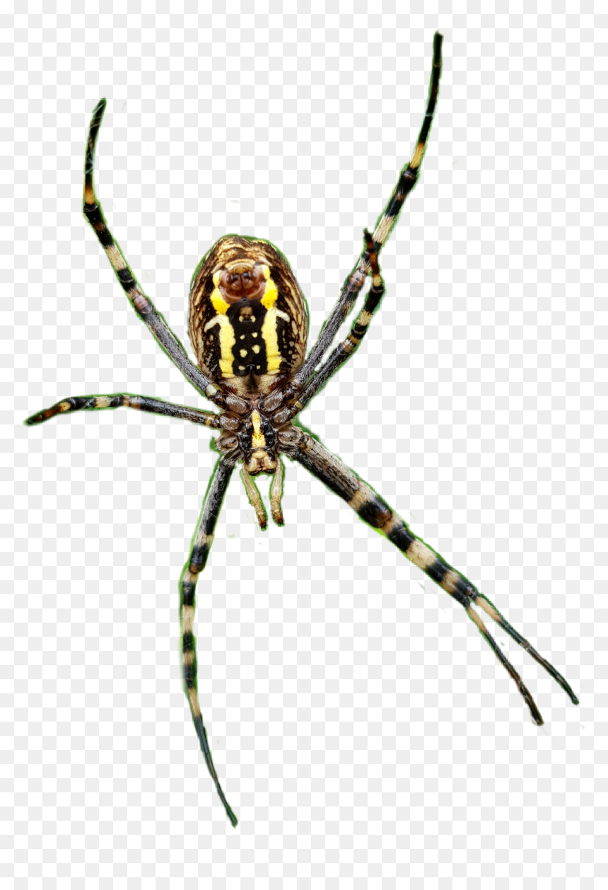 #spider #spiders #spiderweb #legs #insects #scary #creepy - Yellow Garden Spider, HD Png Download - spider legs png