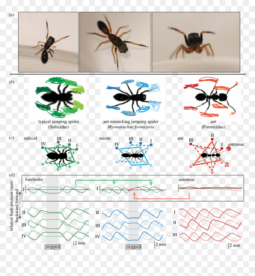 Velvet Ant Mimic Jumping Spider, HD Png Download - spider legs png