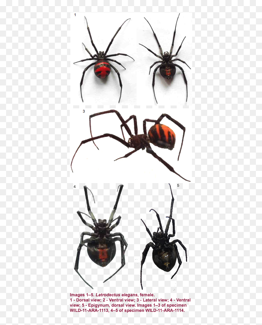Black Widow, HD Png Download - spider legs png