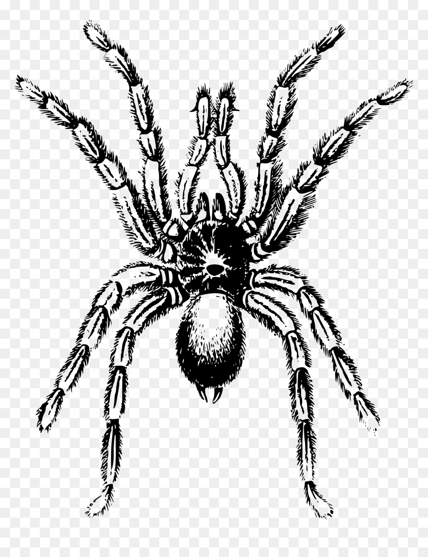Tarantula Illustration, HD Png Download - spider legs png