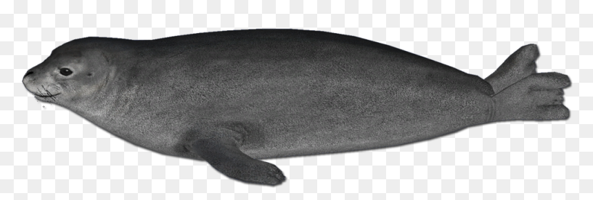 Harbor Seal Png - Hawaiian Monk Seal No Background, Transparent Png - fbi seal png