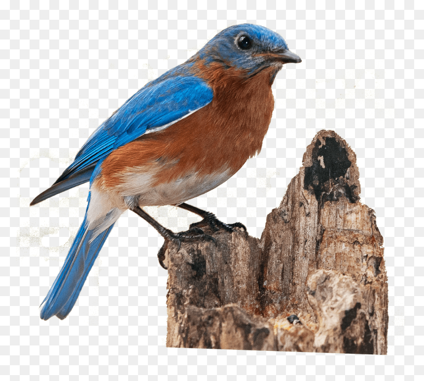 Pinzón En Un Tronco De Árbol Roto - Mountain Bluebird Transparent Background, HD Png Download - tronco png