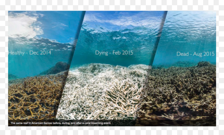 The Same Reef In American Samoa Before, During And - Great Barrier Reef Coral Bleaching Before And After, HD Png Download - corals png