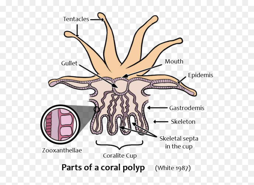 Illustration, HD Png Download - corals png