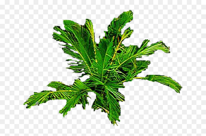 Leaf Vegetable, HD Png Download - architecture entourage png