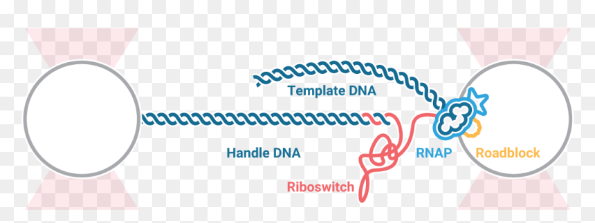Co-translational Step Optical Tweezers Fluorescence - Graphic Design, HD Png Download - roadblock png