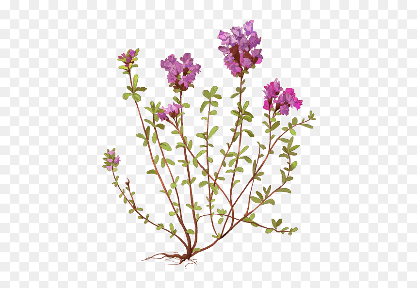 Тимьян Ползучий, HD Png Download - thyme png