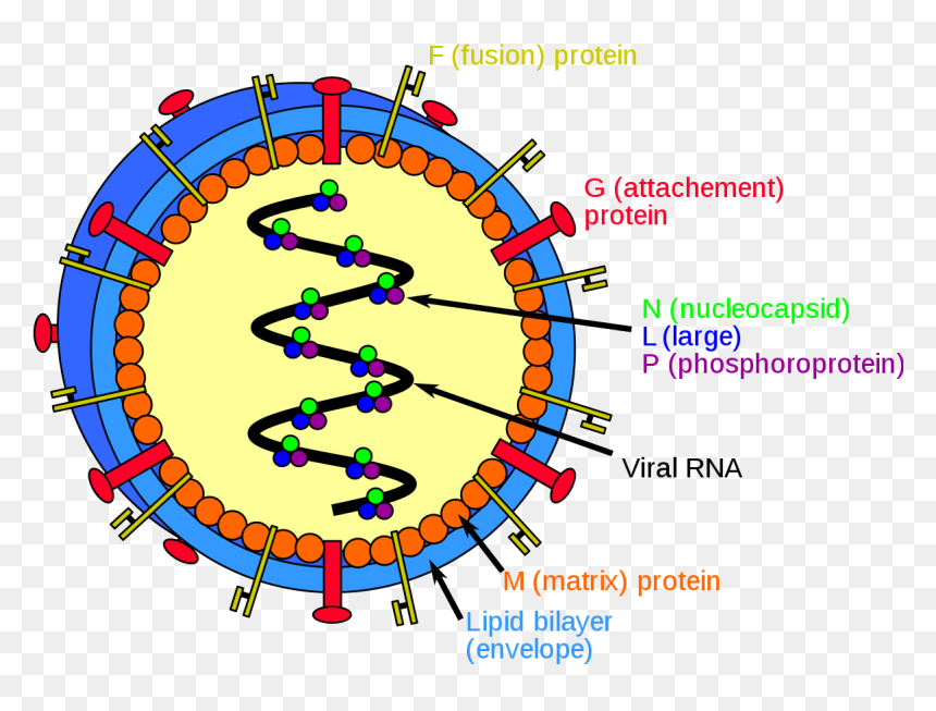 Nipah Virus Infection, HD Png Download - powdered wig png