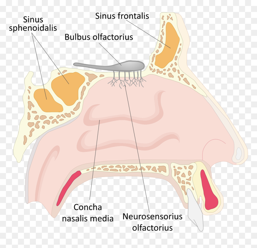 Painful Nostril, HD Png Download - nariz png