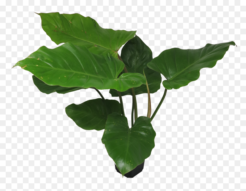 Tree, HD Png Download - snowdrift png