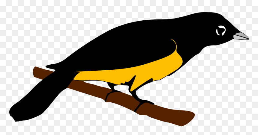 Montserrat Oriole Png, Transparent Png - orioles png