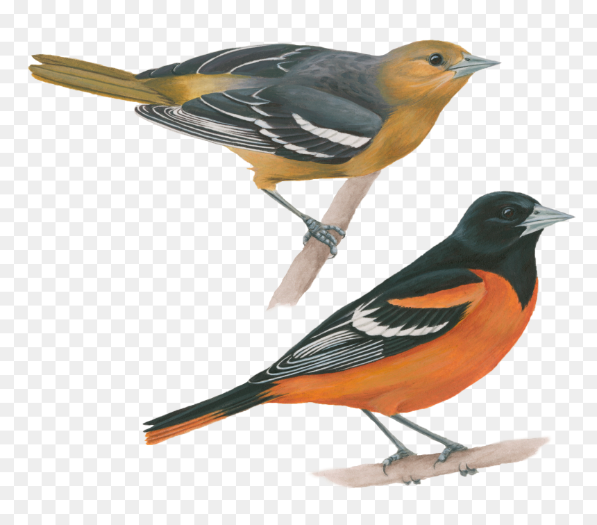 Brambling - Aves De Estados Unidos, HD Png Download - orioles png