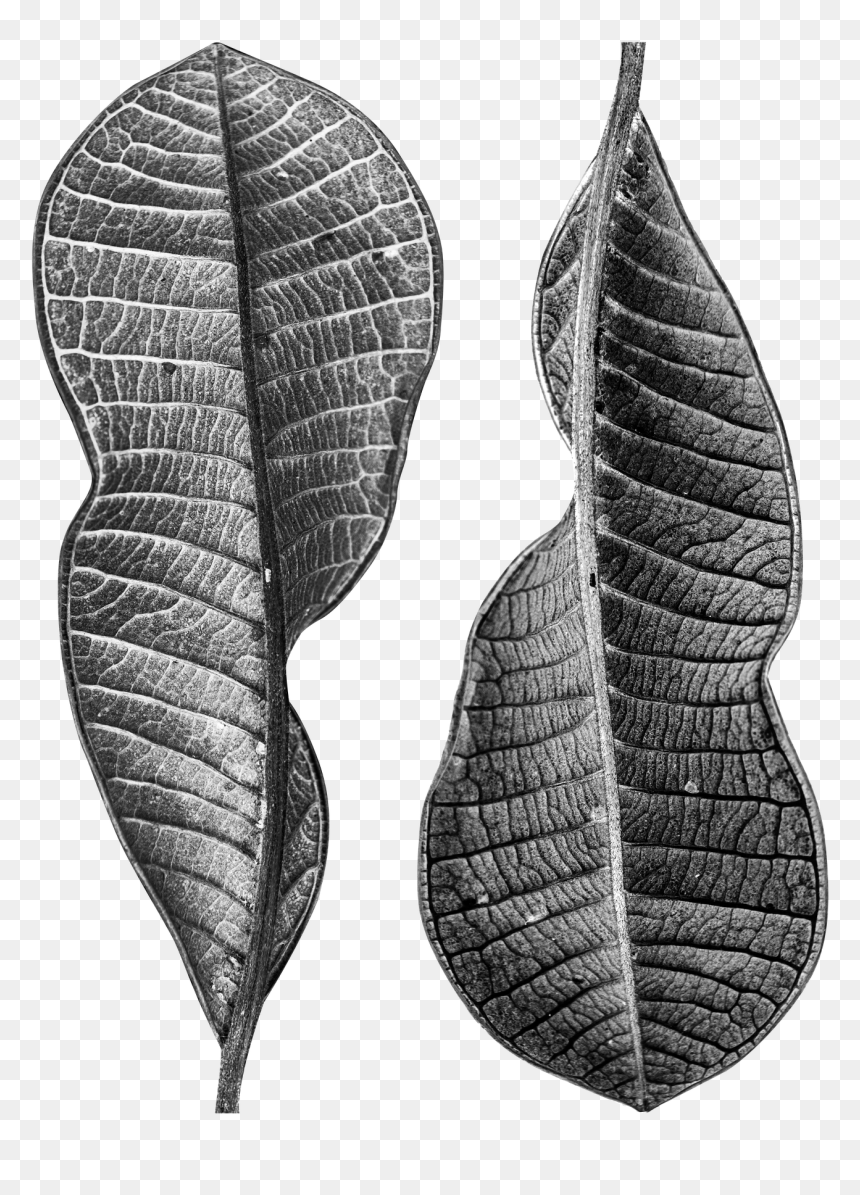 Dry Leaves, Opposition, Page, Come, Leaf Veins - Earrings, HD Png Download - dry leaves png